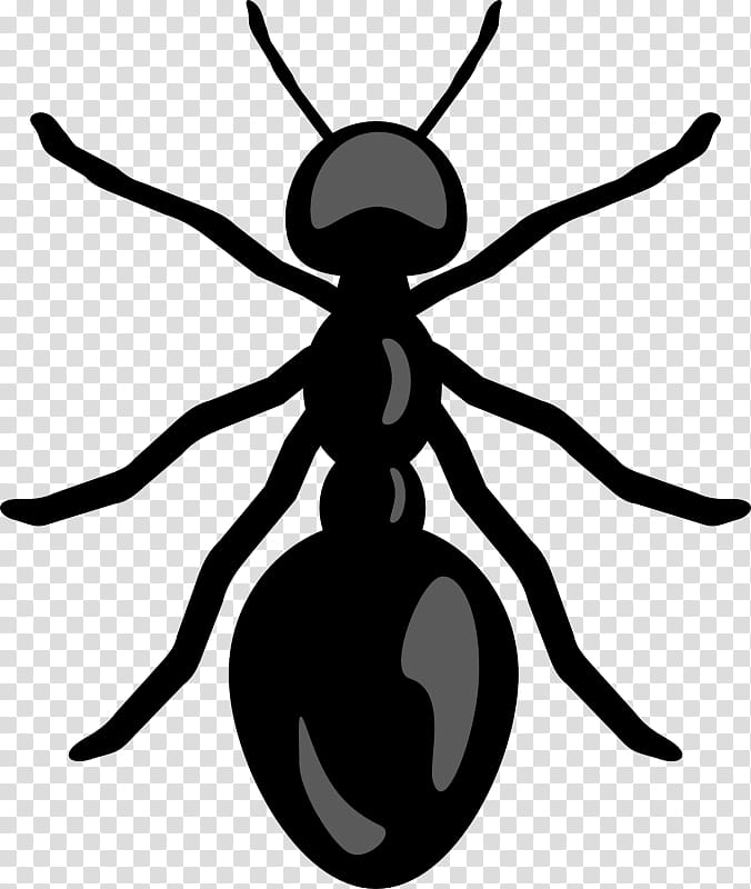 Ant, Ants, Drawing, Black And White
, Insect, Silhouette, Line, Pest transparent background PNG clipart
