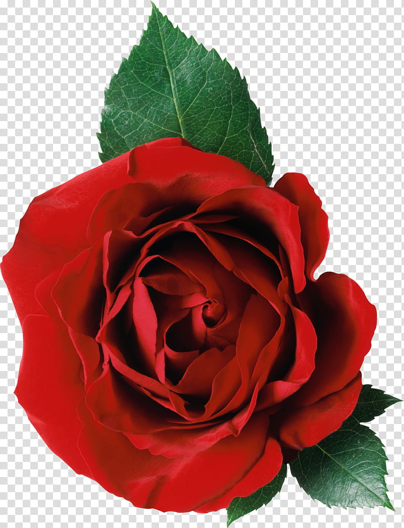 ROSES , red rose flower transparent background PNG clipart