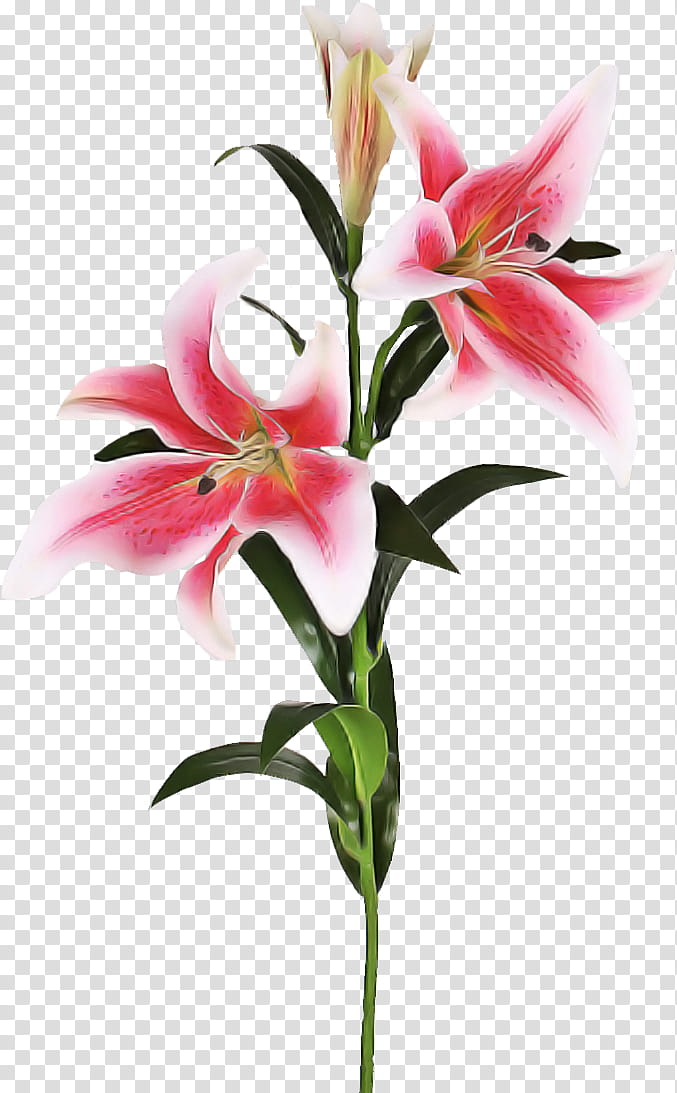 flower lily plant stargazer lily cut flowers, Petal, Pink, Peruvian Lily, Tiger Lily transparent background PNG clipart