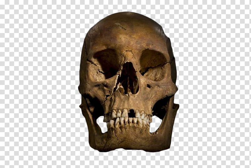 Richard III Skull  transparent background PNG clipart