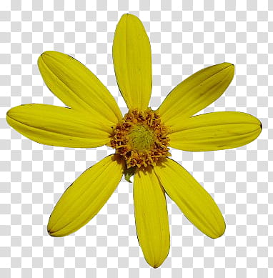 s, yellow cosmos flower art transparent background PNG clipart