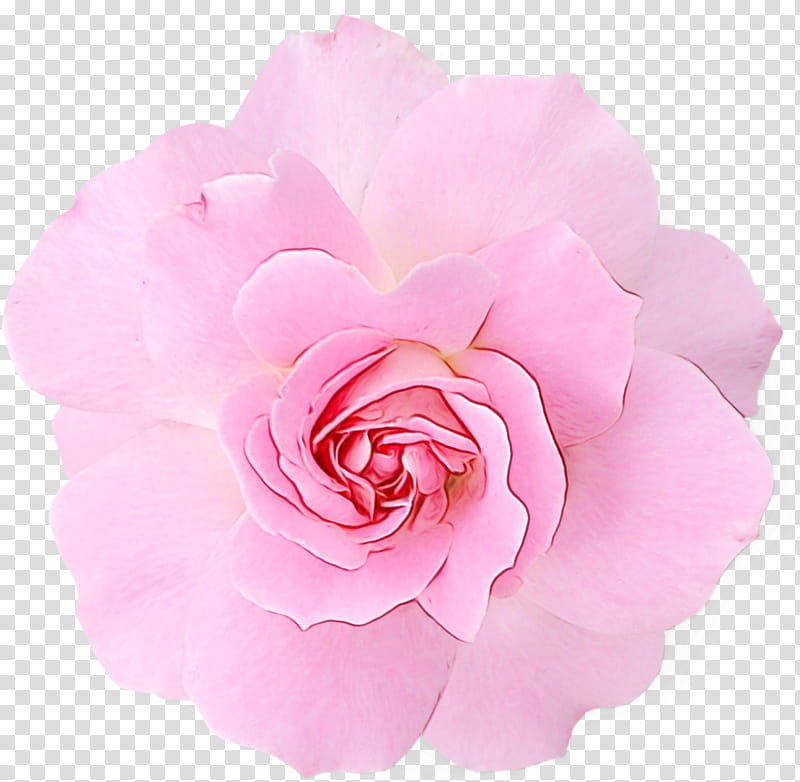 Pink Flowers, Rose, Garden Roses, Peony, Fuchsia, Flower Bouquet, Petal, Rose Family transparent background PNG clipart