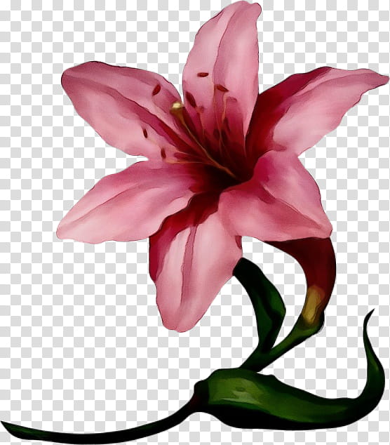 Watercolor Pink Flowers, Paint, Wet Ink, Magnolia Family, Petal, Cut Flowers, Pink M, Lily M transparent background PNG clipart