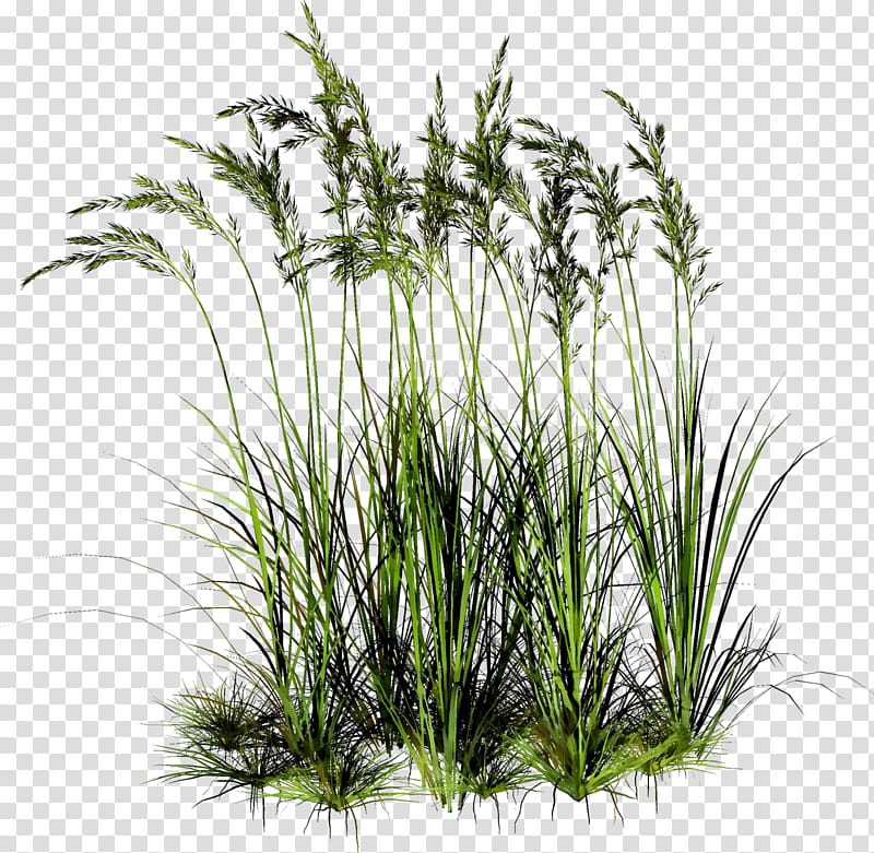 Family Tree, Sweet Grass, Vetiver, Plant Stem, Plants, Chrysopogon, Grasses, Terrestrial Plant transparent background PNG clipart