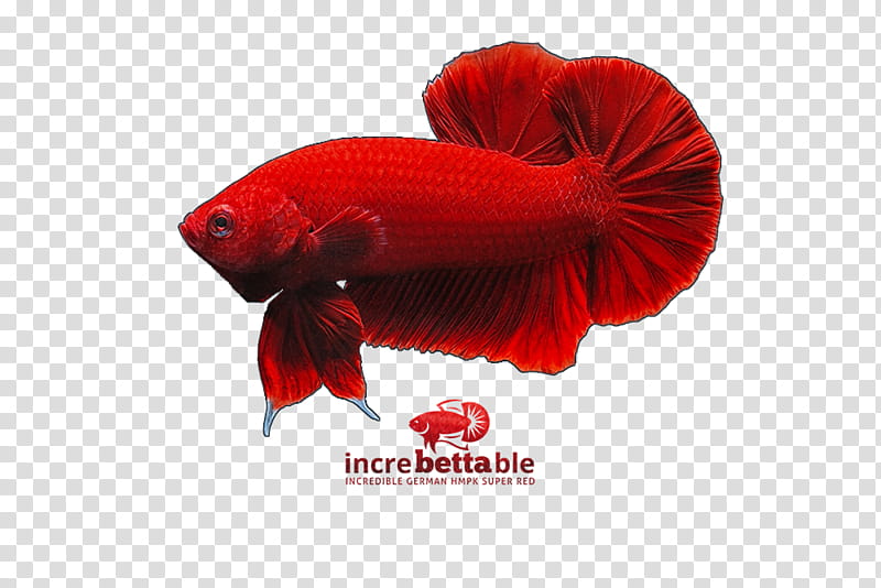 Fish, Siamese Fighting Fish, Red, Yellow, Bettas, Goldfish, Tail, Coquelicot transparent background PNG clipart