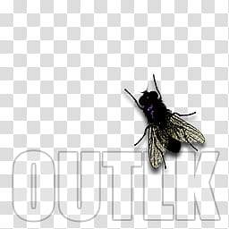 Fly dock icons, OUTLOOK, black house fly illustration transparent background PNG clipart