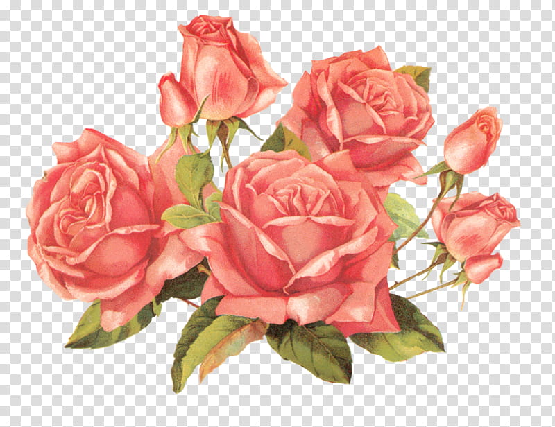 [ ] Vintage Flowers, pink rose flowers transparent background PNG clipart