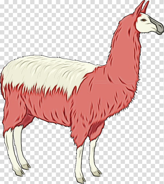 Llama, Watercolor, Paint, Wet Ink, Alpaca, Drawing, Llama Llama, Camelid transparent background PNG clipart