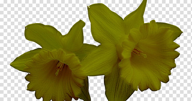 flower plant yellow petal wood sorrel family, Cattleya transparent background PNG clipart
