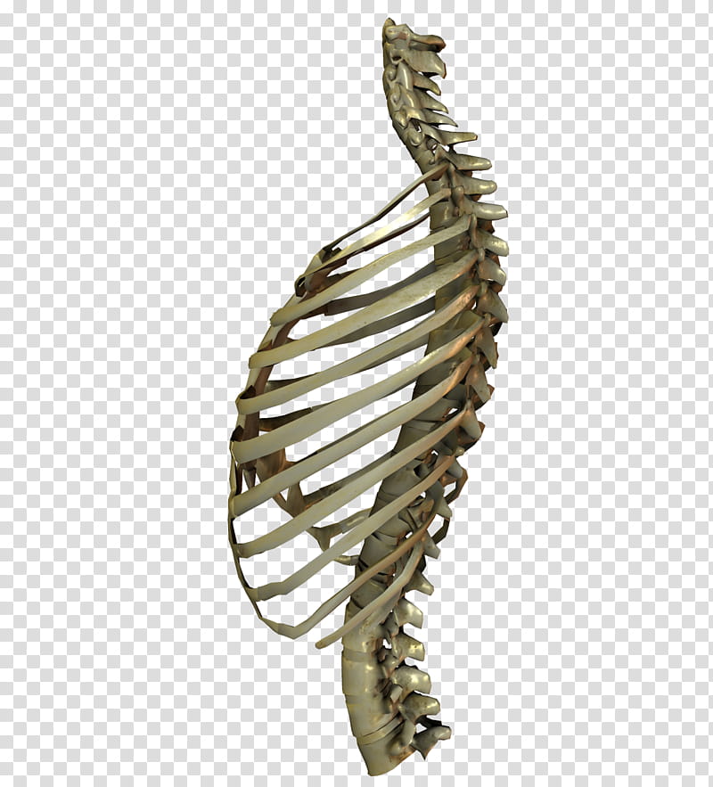 E S Skelleton VII, human ribs and spinal cord illustration transparent background PNG clipart