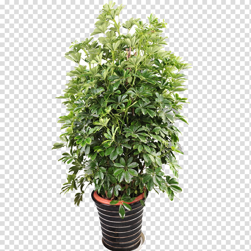 Green Flower, Tree, Houseplant, Flowerpot, Guiana Chestnut, Rose, Shrub, Penjing transparent background PNG clipart
