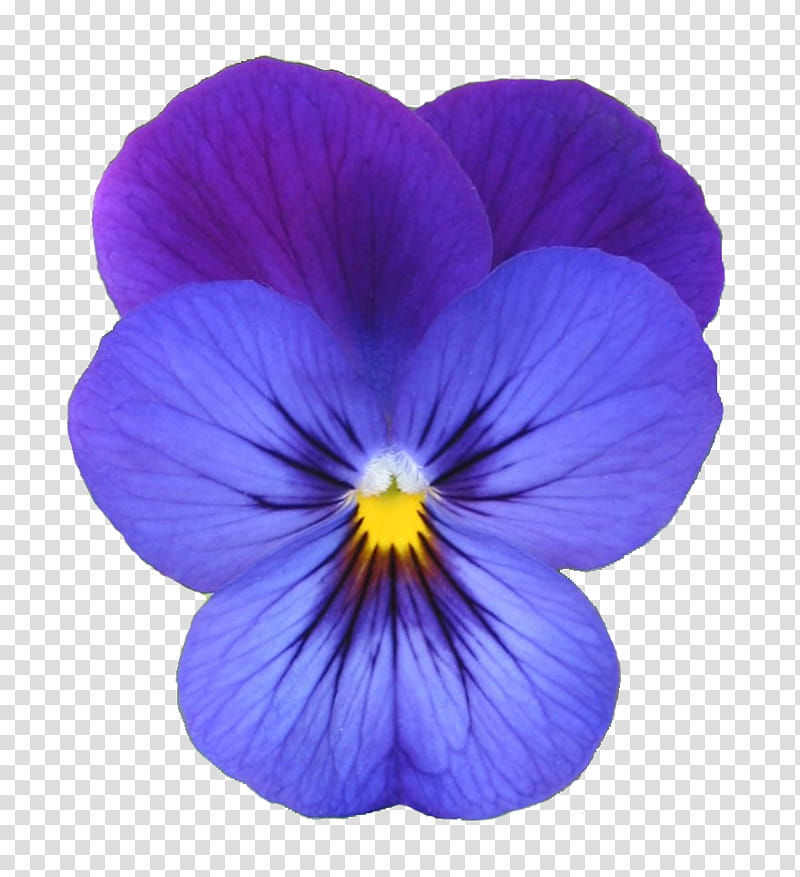 Viola , purple and pink petaled flower transparent background PNG