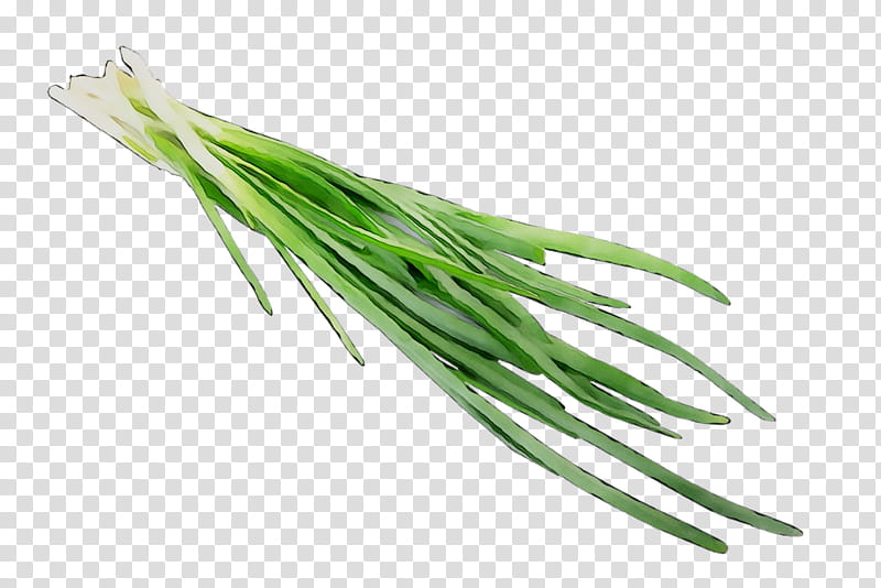 Grass Flower, Welsh Onion, Garlic Chives, Food, Vegetable, Jiaozi, Shallots, Herb transparent background PNG clipart