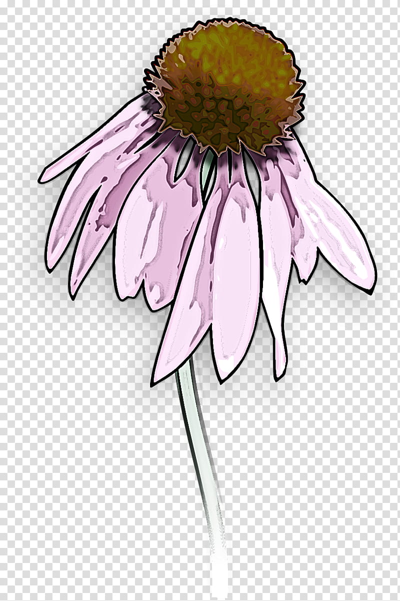 Daisy, Coneflower, Purple Coneflower, Pink, Petal, Plant, Camomile, Closeup transparent background PNG clipart