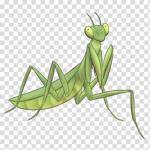 Green Grass, Insect, Mantis, Caelifera, Odontodactylus Scyllarus, Drawing, European Mantis, Locust transparent background PNG clipart