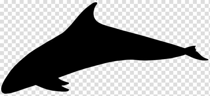 Dolphin, Porpoise, Silhouette, Line, Black M, Fin, Common Dolphins transparent background PNG clipart