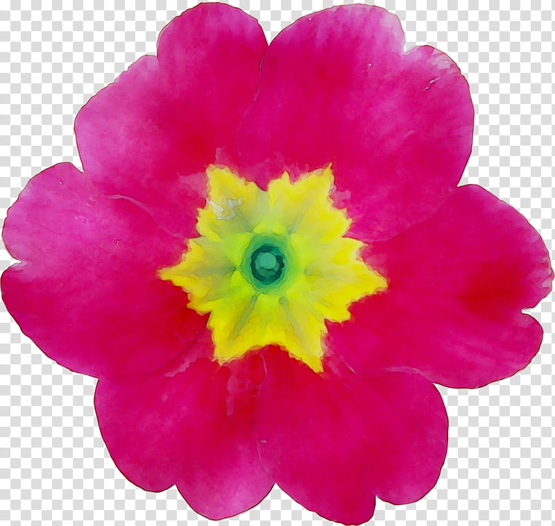 Pink Flower, Primrose, Magenta, Peony, Petal, Plant, Yellow, Primula transparent background PNG clipart