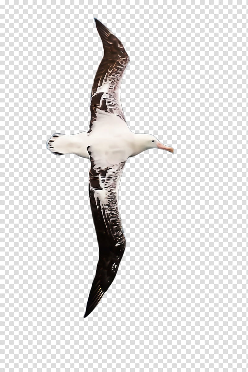 bird seabird albatross gannet beak, Suliformes, Gull, Wing transparent background PNG clipart