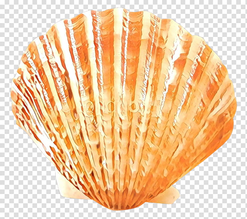 Seafood, Cockle, Conchology, Seashell, Scallops, Bivalve, Shellfish, Clam transparent background PNG clipart