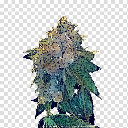 Family Tree, Kush, Seed, Cannabis, Hemp, Plants, Cannabis Sativa, Cultivar transparent background PNG clipart
