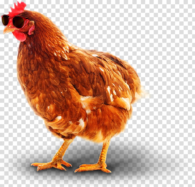 Chicken, Rooster, Bird, Chicken As Food, Pathogen, Avian Influenza, Roast Chicken, Infectious Disease transparent background PNG clipart