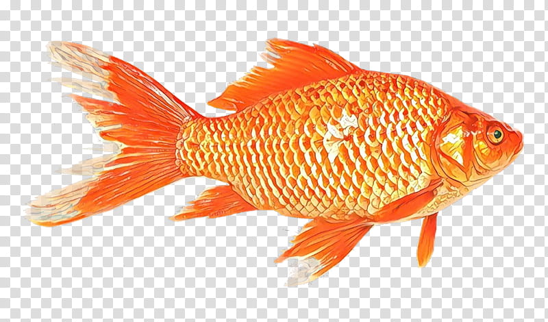 Fishing, Cartoon, Goldfish, Common Carp, Bony Fishes, Carp Fishing, Drawing, Animal transparent background PNG clipart