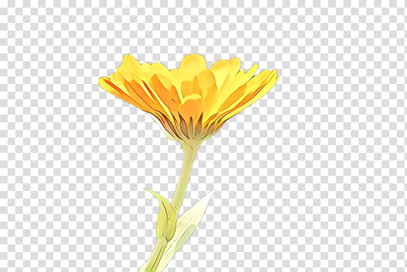 Flowers, Cartoon, Dandelion, Cut Flowers, Plant Stem, Bud, Pot Marigold, Yellow transparent background PNG clipart