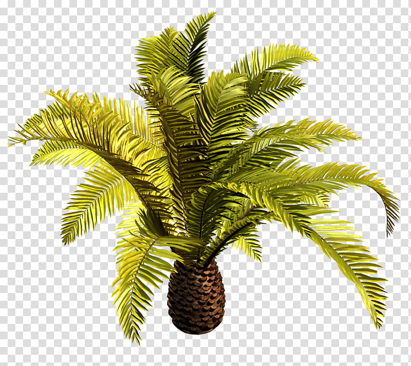 Palm Oil Tree, Babassu, Palm Trees, Coconut, Date Palm, Canary Island Date Palm, African Oil Palm, Asian Palmyra Palm transparent background PNG clipart