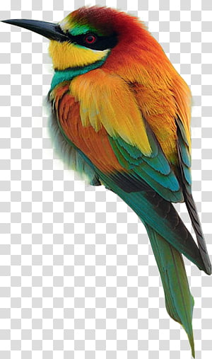 Spring, yellow, and green bird transparent background PNG clipart thumbnail