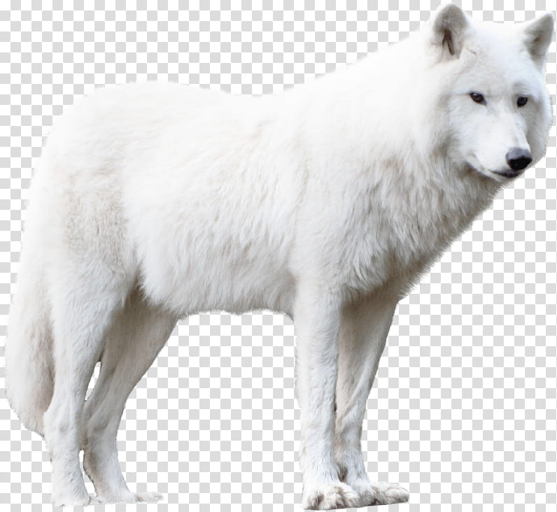 Wolf, Arctic Wolf, Greenland Dog, RED Fox, Black Wolf, Animal, Alaskan ...