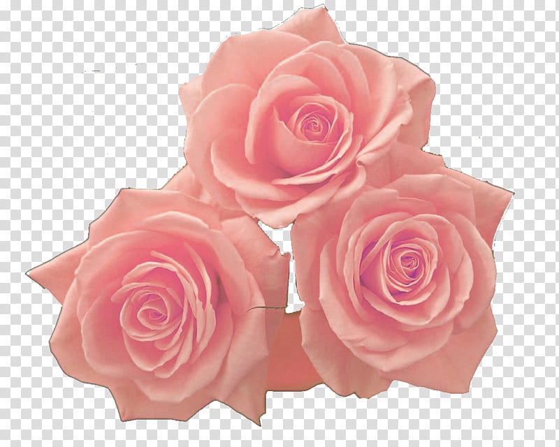 Flowers, three pink rose transparent background PNG clipart