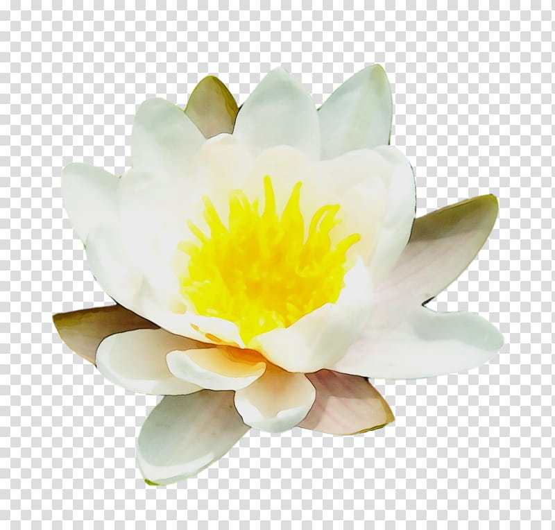 Nymphaea nelumbo Yellow Close-up Lotus-m, Watercolor, Paint, Wet Ink, Closeup, Lotusm, Fragrant White Water Lily, Petal transparent background PNG clipart