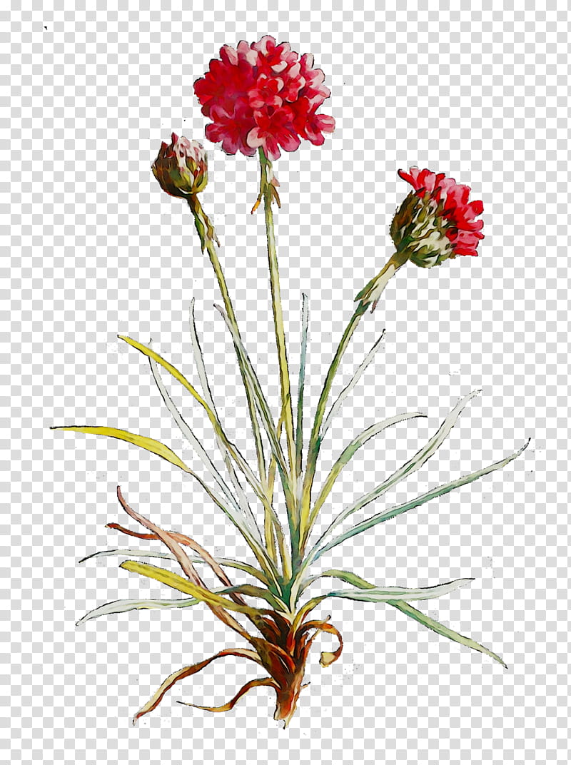 Flowers, Carnation, Floral Design, Cut Flowers, Plant Stem, Herbaceous Plant, Plants, Gymea Lily transparent background PNG clipart