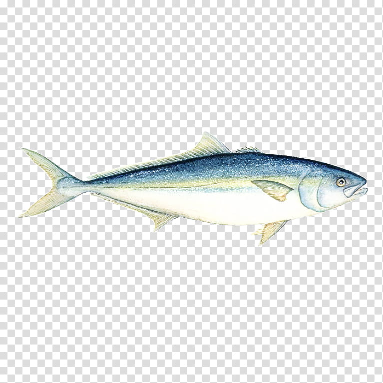 fish fish albacore fish fin oily fish, Mackerel, Forage Fish, Bonyfish, Rayfinned Fish, Fish Products transparent background PNG clipart