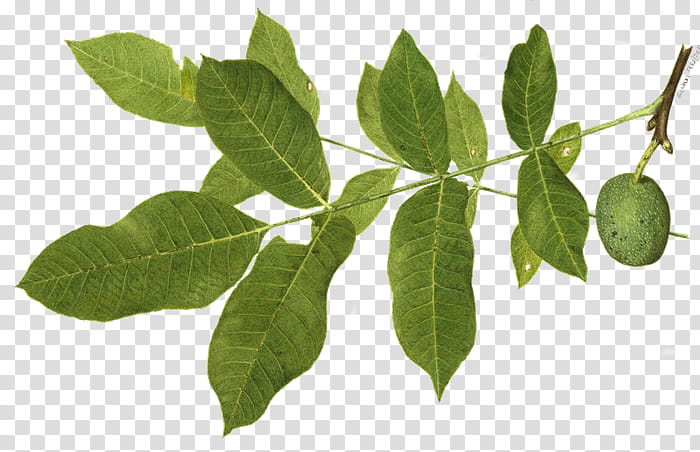 Tea Tree, English Walnut, Herb, Plants, Leaf, Gingivitis, Herbal Tea, Eating transparent background PNG clipart