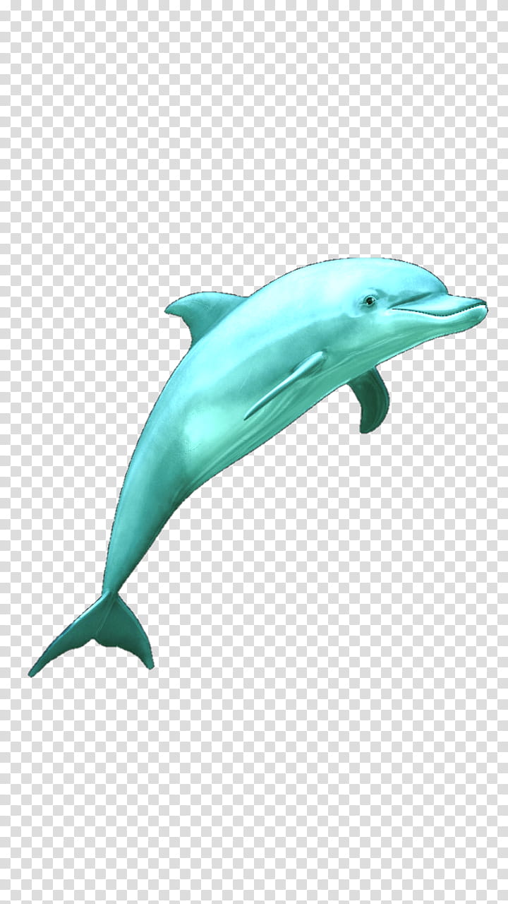, blue dolphin illustration transparent background PNG clipart
