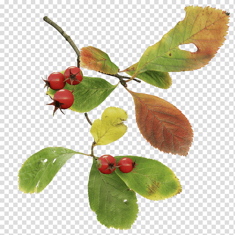 Family Tree, Leaf, Twig, Branch, Crataegus Crusgalli, Swamp Spanish Oak, English Oak, Sycamore Maple transparent background PNG clipart