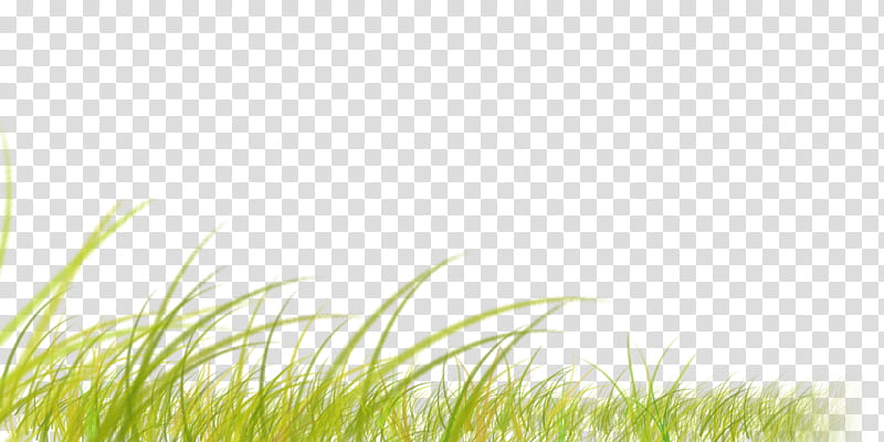 Green Grass, Sunlight, Grasses, Computer, Sky, Grassland, Grass Family, Plant transparent background PNG clipart