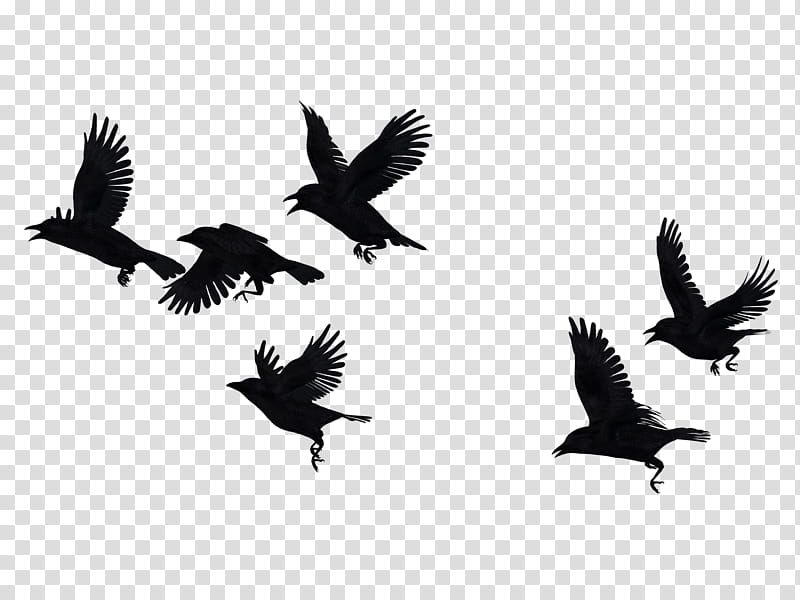 Picsart, Crow, Bird, Flock, Raven, Drawing, Silhouette, Carrion Crow transparent background PNG clipart