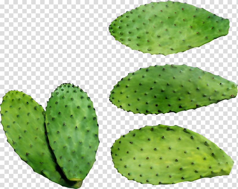 Green Leaf, Barbary Fig, Eastern Prickly Pear, Nopal, Cactus, Plant, Terrestrial Plant, Nopalito transparent background PNG clipart