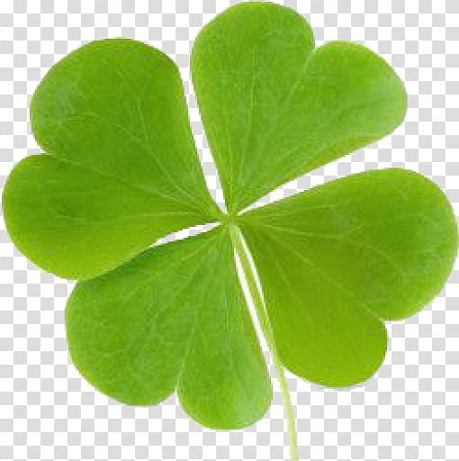 Saint Patricks Day, Fourleaf Clover, Shamrock, Luck, Amulet, White Clover, Good Luck Charm, Green transparent background PNG clipart
