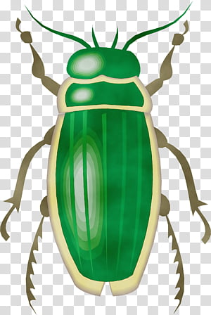 insect beetle cetoniidae ground beetle, Watercolor, Paint, Wet Ink, Scarabs, Blister Beetles, Stag Beetles transparent background PNG clipart thumbnail