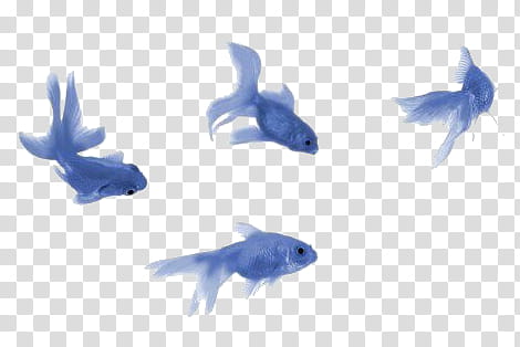 AESTHETIC GRUNGE, four blue fishes illustration transparent background PNG clipart