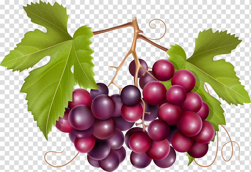 Drawing Of Family, Common Grape Vine, Wine, Grape Leaves, Grapevines, Natural Foods, Plant, Fruit transparent background PNG clipart