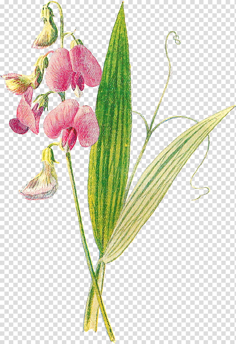 Sweet Pea Flower, Plants, Broadleaved Sweet Pea, Wildflower, Floral Design, Lathyrus, Pedicel, Plant Stem transparent background PNG clipart