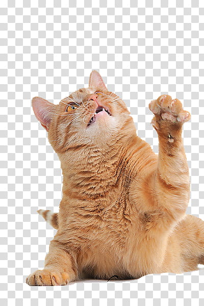 cat, orange tabby cat looking up transparent background PNG clipart