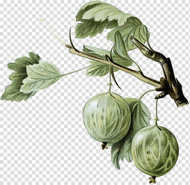 Leaf Branch, Plant Stem, Fruit, Vegetable, Plants, Flower, Humulus Lupulus, Gooseberry transparent background PNG clipart