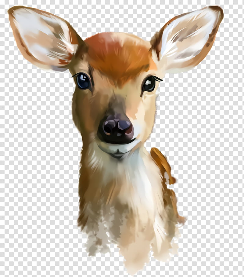 deer head snout wildlife fawn, Roe Deer, Ear transparent background PNG clipart