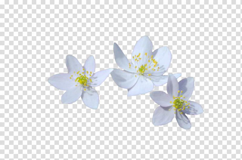 Fajarv: White Flowers Png Free