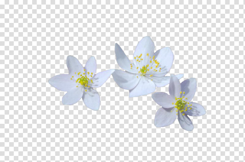 Small Flowers PNG Images With Transparent Background